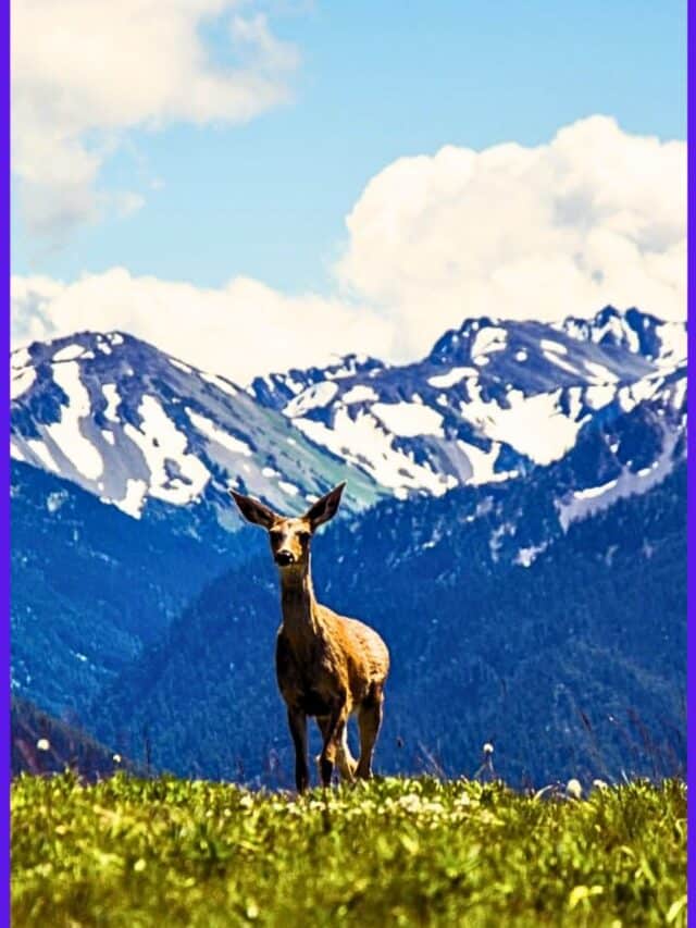 Hurricane Ridge Best Hikes in Olympic National Park